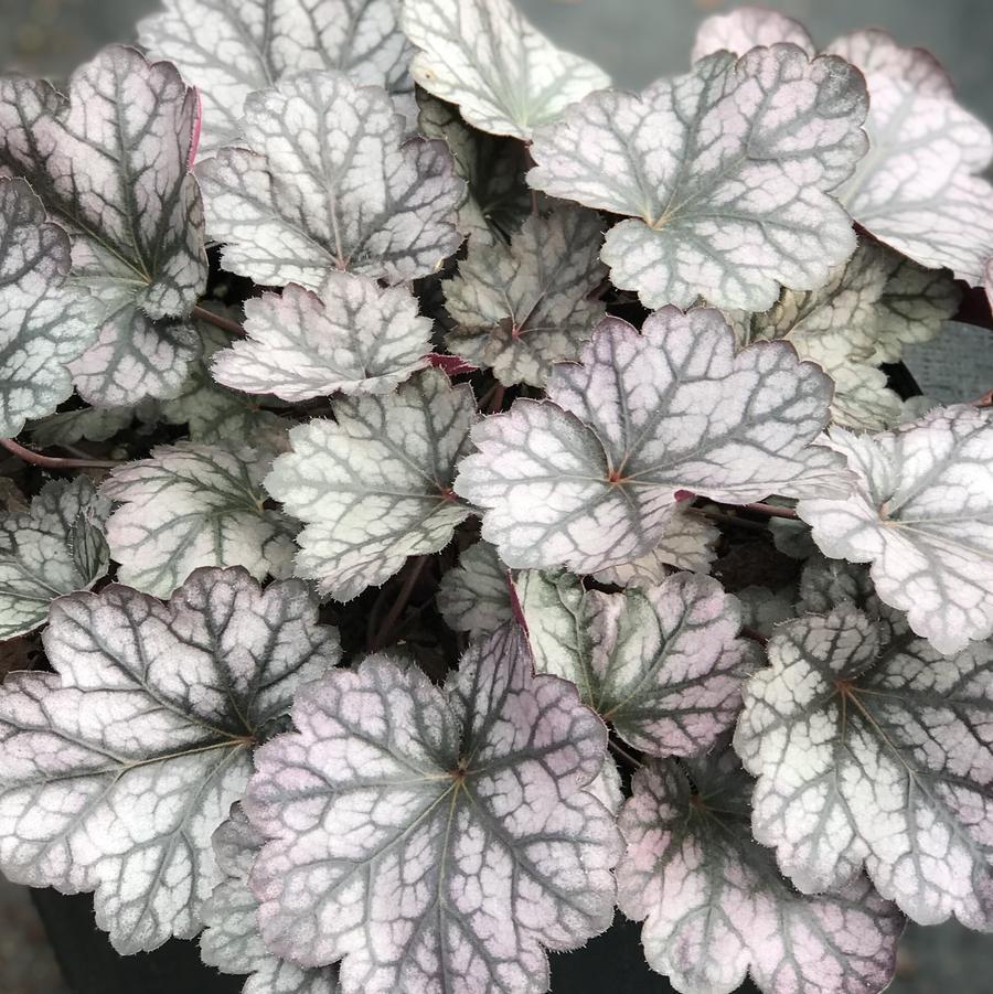 Heuchera X Glitter - View 3 from www redcrocus com