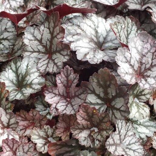 Heuchera X Glitter - View 4 from www redcrocus com