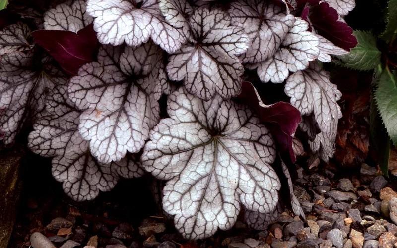 Heuchera X Glitter - View 6 from www redcrocus com