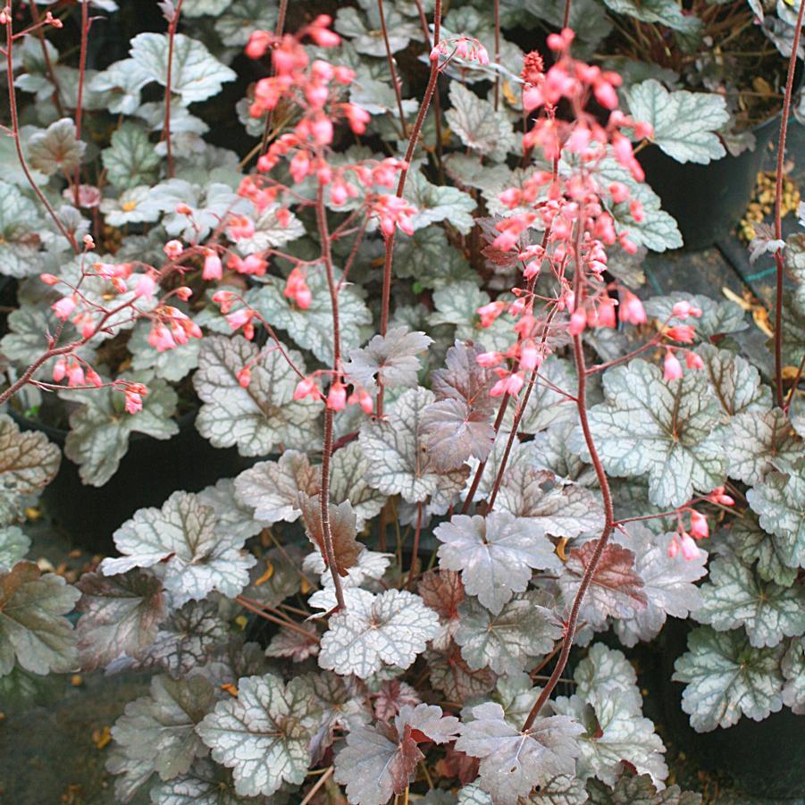 Heuchera X Glitter - View 7 from www redcrocus com