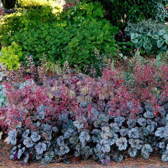 Heuchera X Glitter - View 9 from www redcrocus com