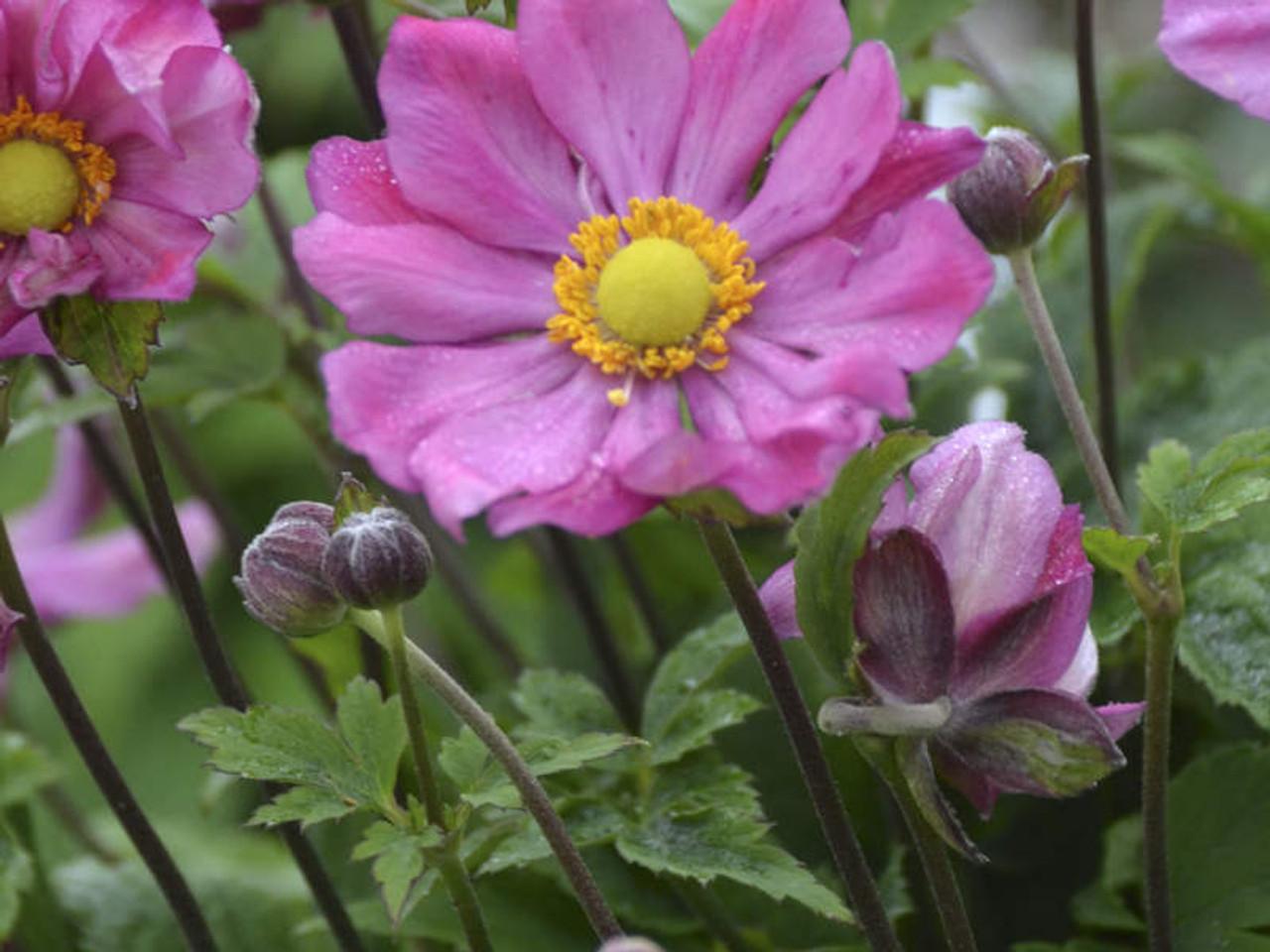 Anemone Curtain Call Deep Rose - View 10 from www redcrocus com