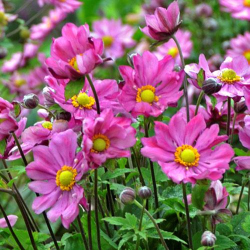Anemone Curtain Call Deep Rose - View 11 from www redcrocus com