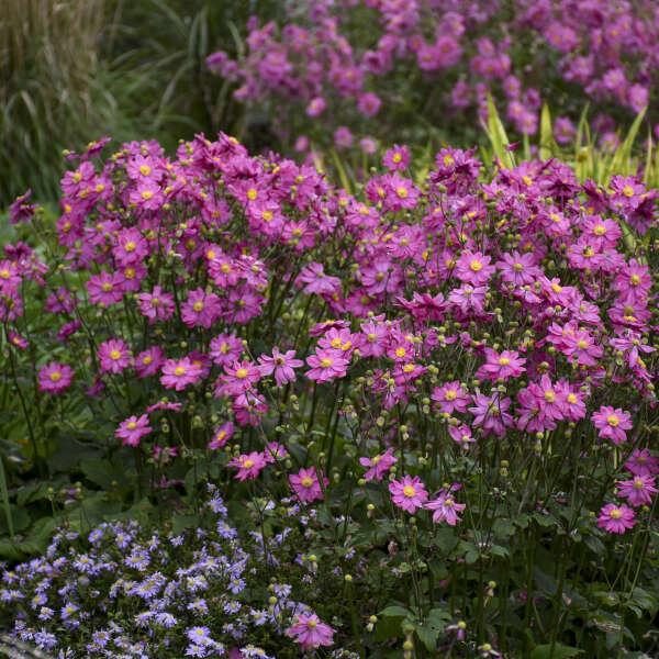 Anemone Curtain Call Deep Rose - View 15 from www redcrocus com