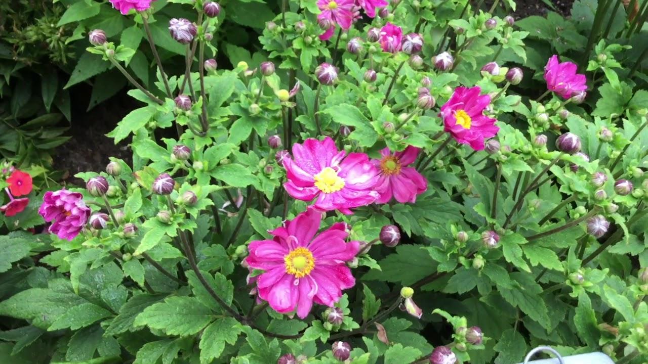 Anemone Curtain Call Deep Rose - View 16 from www redcrocus com