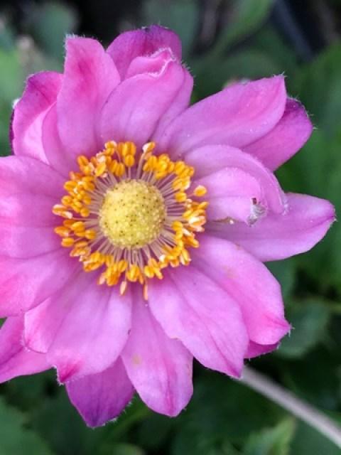 Anemone Curtain Call Deep Rose - View 17 from www redcrocus com