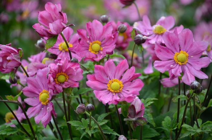 Anemone Curtain Call Deep Rose - View 1 from www redcrocus com