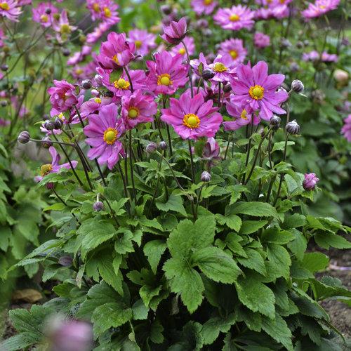 Anemone Curtain Call Deep Rose - View 2 from www redcrocus com