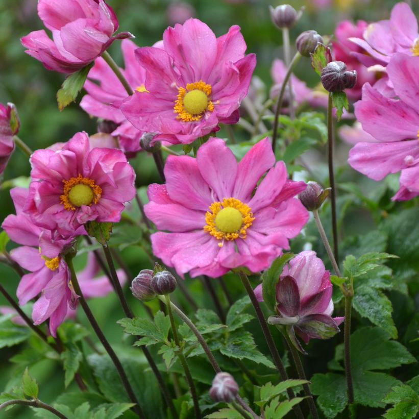 Anemone Curtain Call Deep Rose - View 8 from www redcrocus com