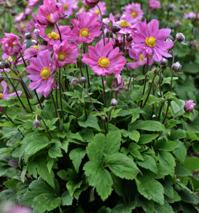 Anemone Curtain Call Deep Rose - View 9 from www redcrocus com