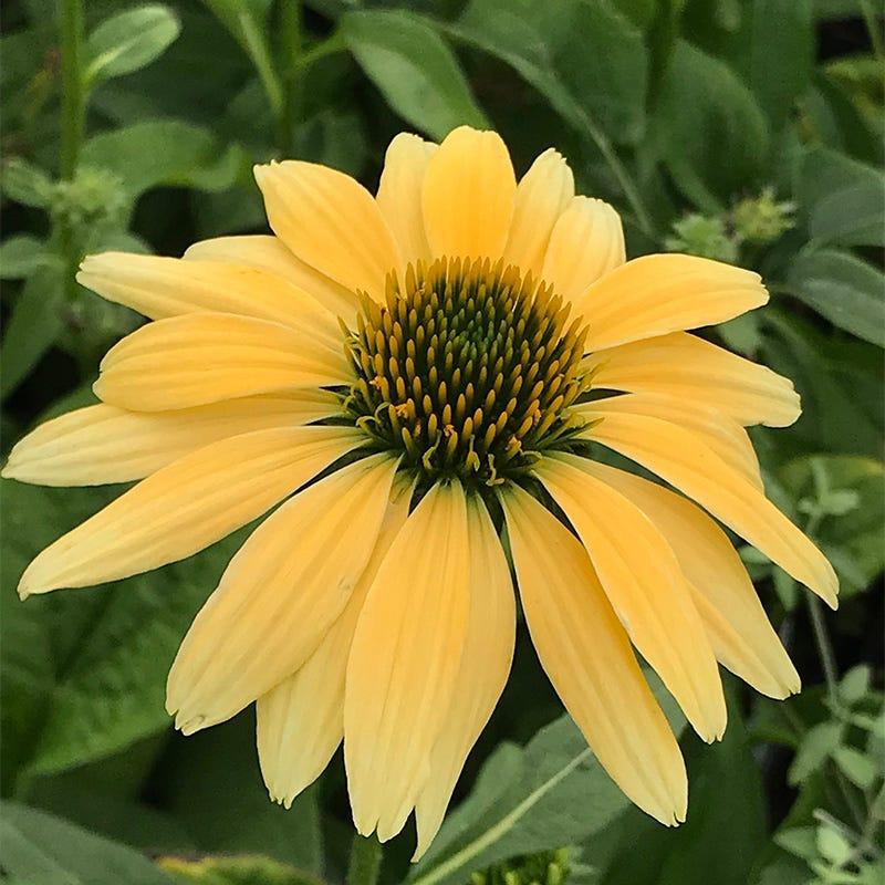 Echinacea Purpurea Mellow Yellows - View 11 from www redcrocus com