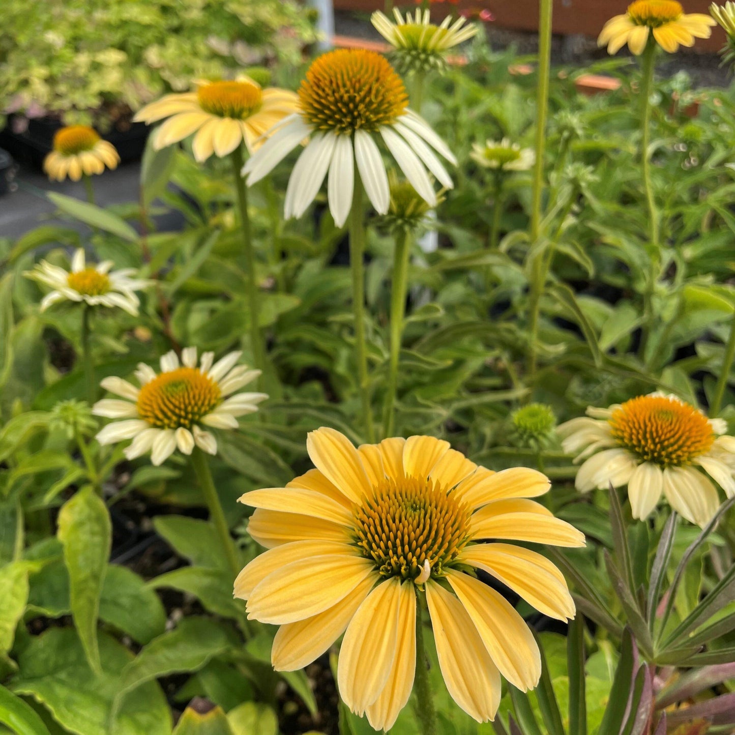 Echinacea Purpurea Mellow Yellows - View 3 from www redcrocus com