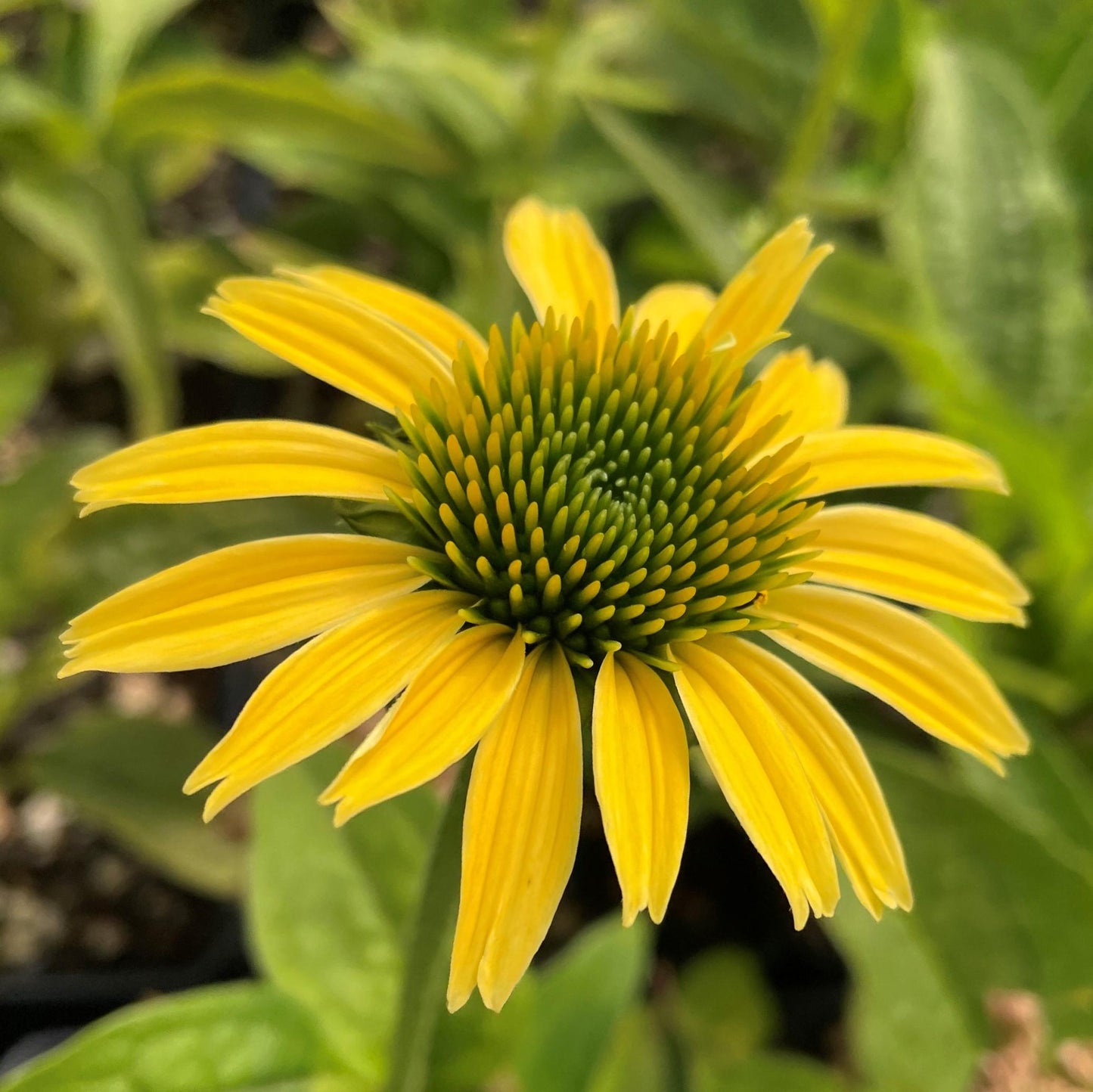 Echinacea Purpurea Mellow Yellows - View 5 from www redcrocus com