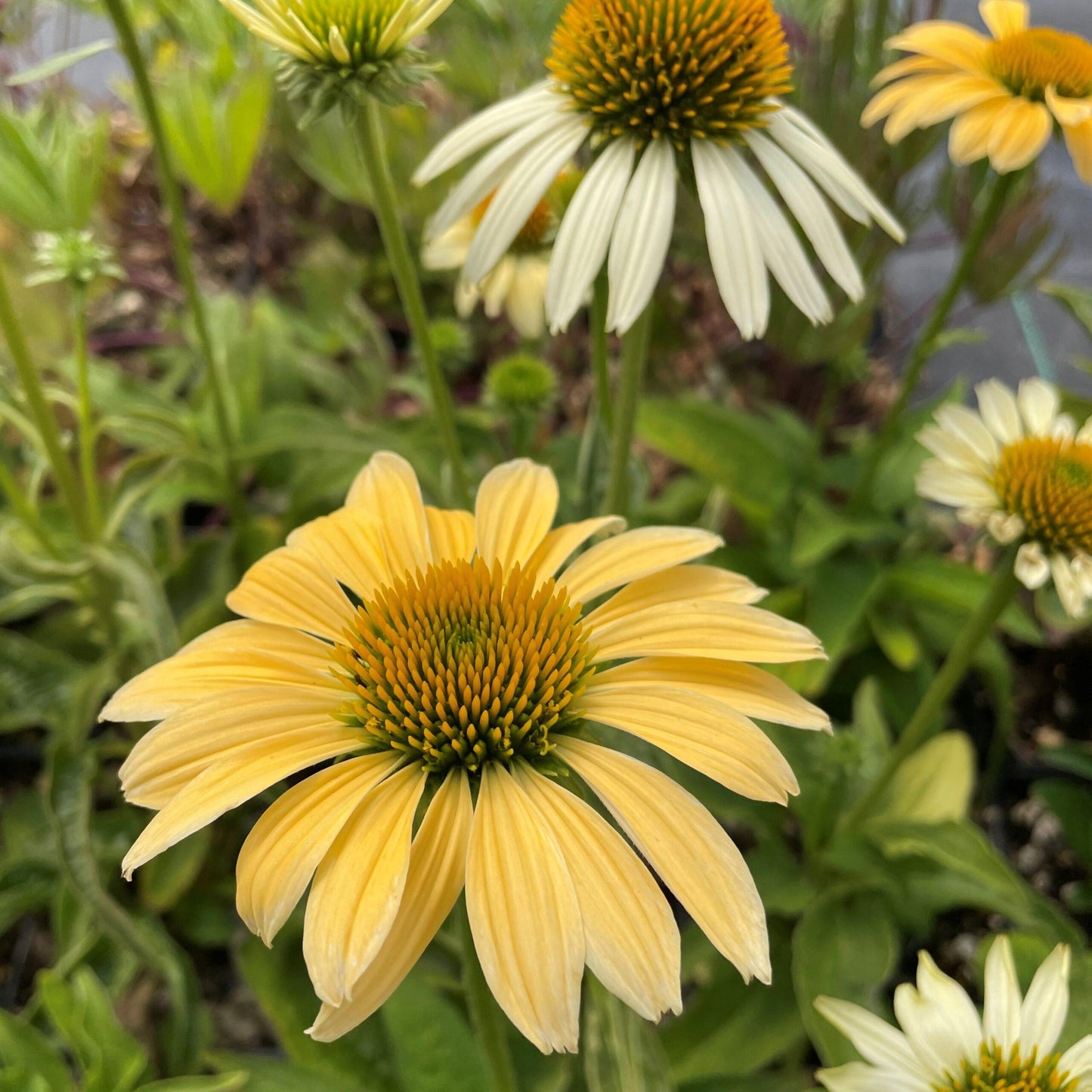 Echinacea Purpurea Mellow Yellows - View 8 from www redcrocus com