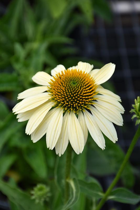 Echinacea Purpurea Mellow Yellows - View 9 from www redcrocus com