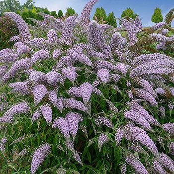 Buddleia Davidii Grand Cascade - View 11 from www redcrocus com