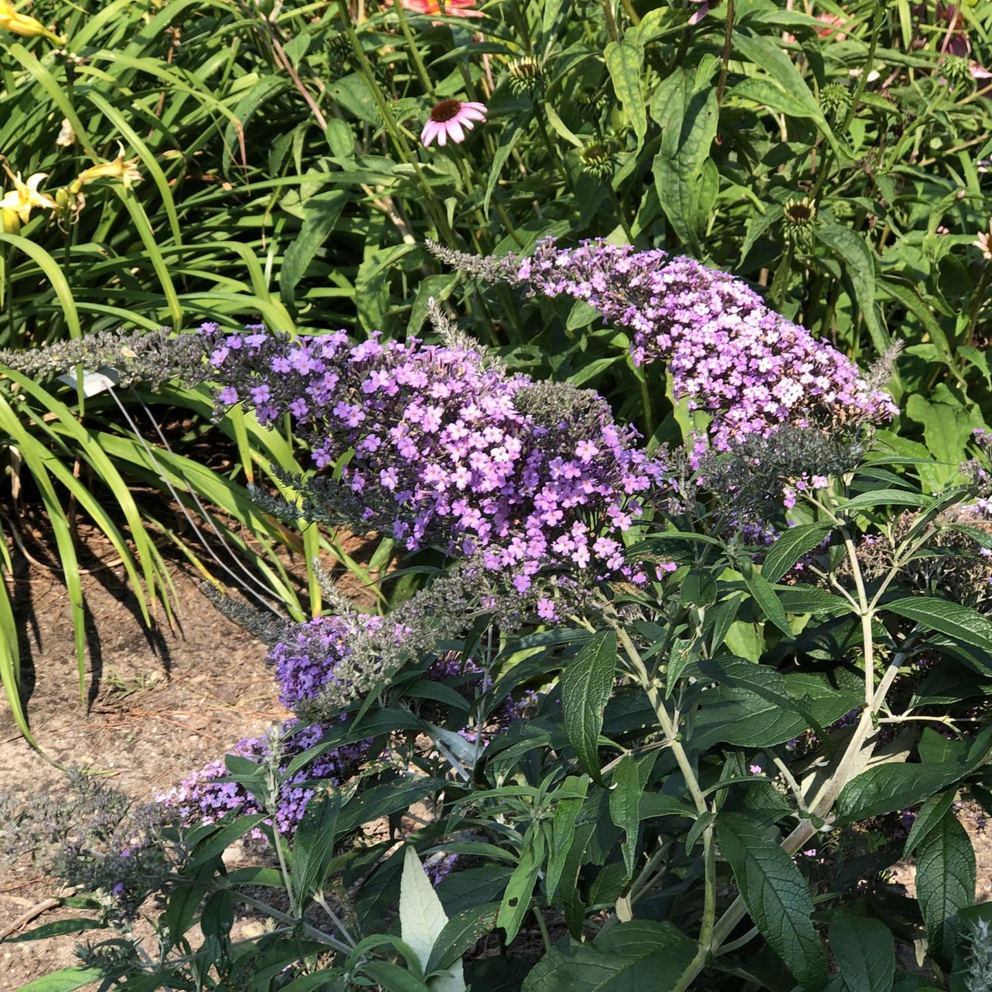 Buddleia Davidii Grand Cascade - View 13 from www redcrocus com