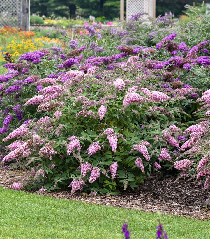Buddleia Davidii Grand Cascade - View 14 from www redcrocus com