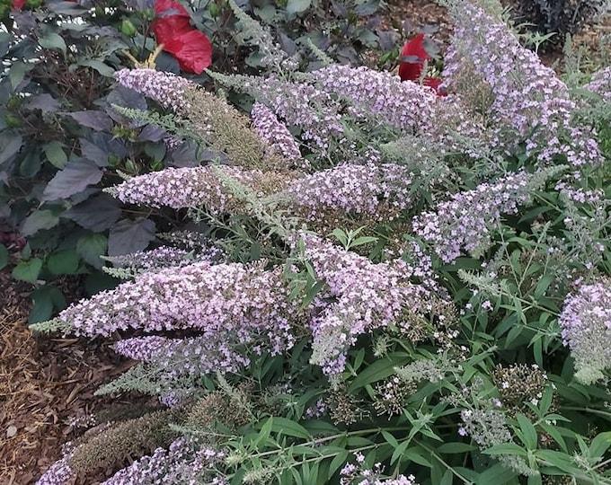 Buddleia Davidii Grand Cascade - View 16 from www redcrocus com