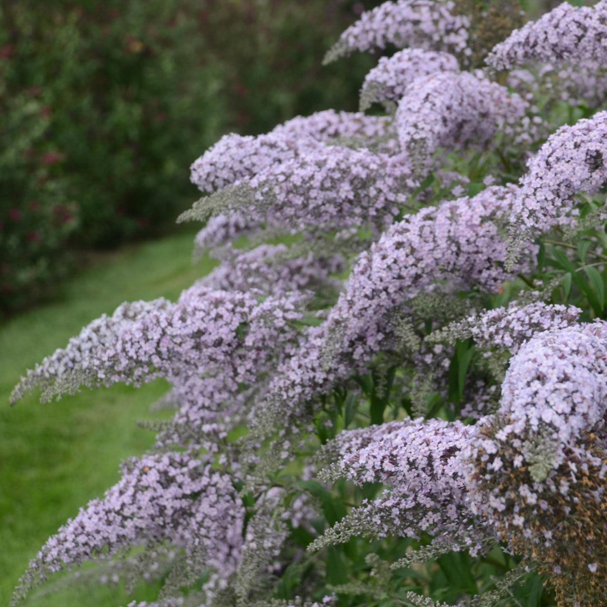 Buddleia Davidii Grand Cascade - View 2 from www redcrocus com