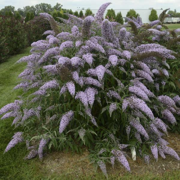 Buddleia Davidii Grand Cascade - View 3 from www redcrocus com