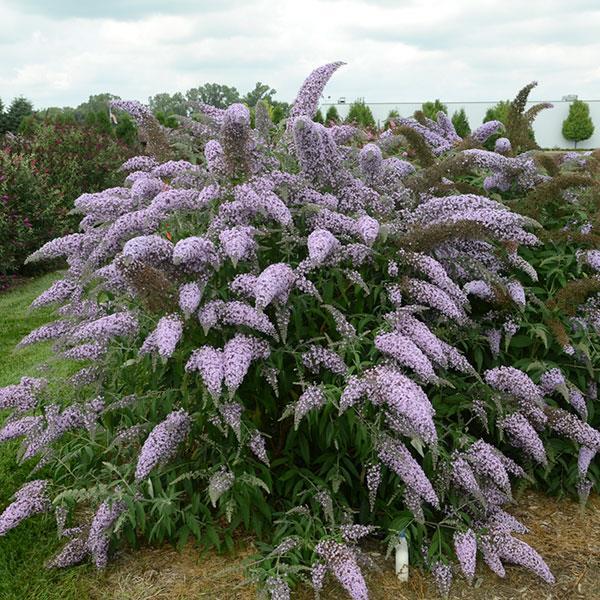 Buddleia Davidii Grand Cascade - View 4 from www redcrocus com
