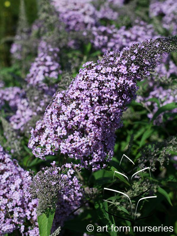 Buddleia Davidii Grand Cascade - View 6 from www redcrocus com