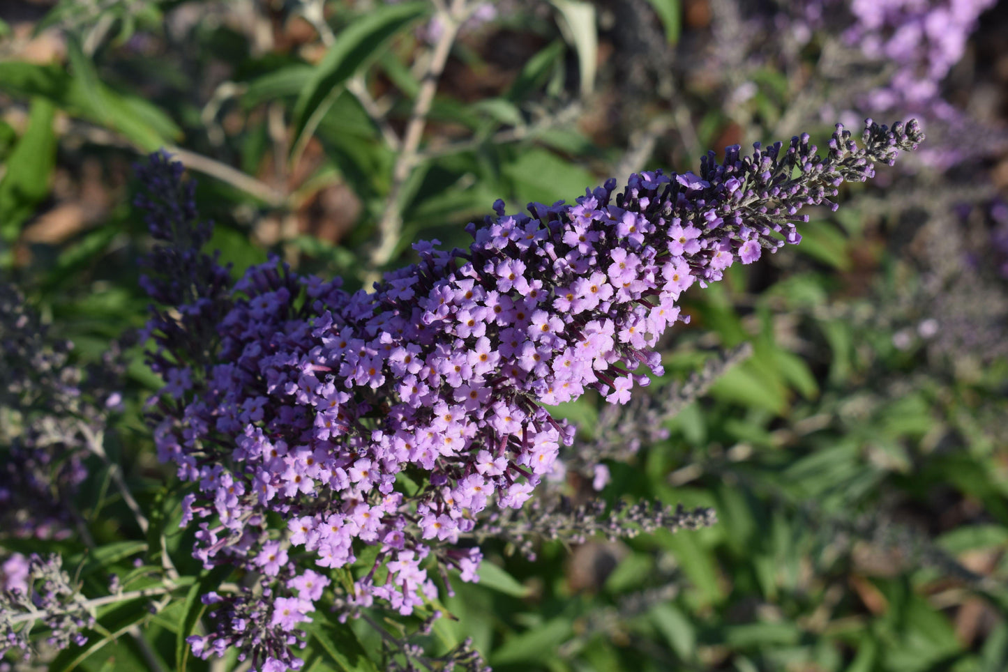 Buddleia Davidii Grand Cascade - View 7 from www redcrocus com