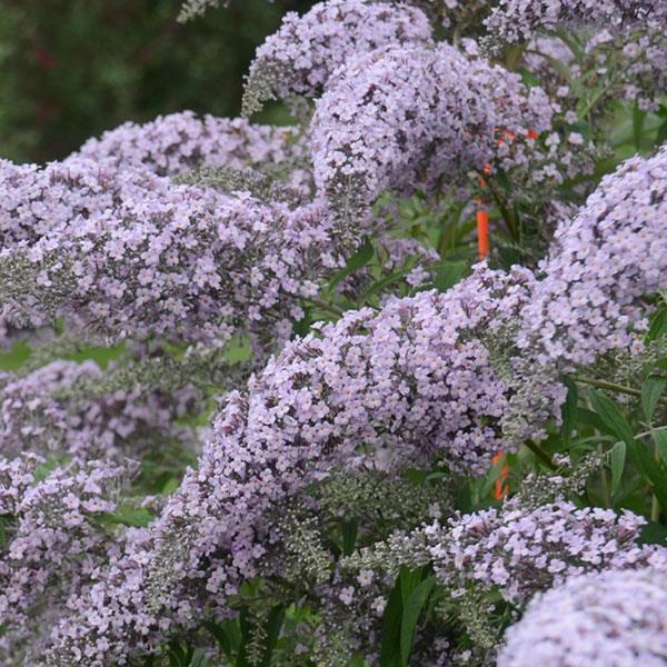 Buddleia Davidii Grand Cascade - View 8 from www redcrocus com