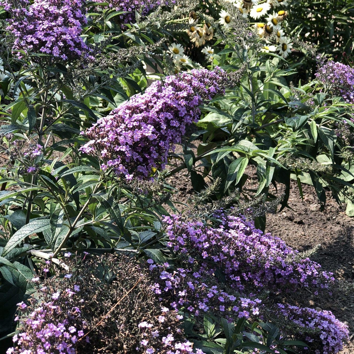 Buddleia Davidii Grand Cascade - View 9 from www redcrocus com