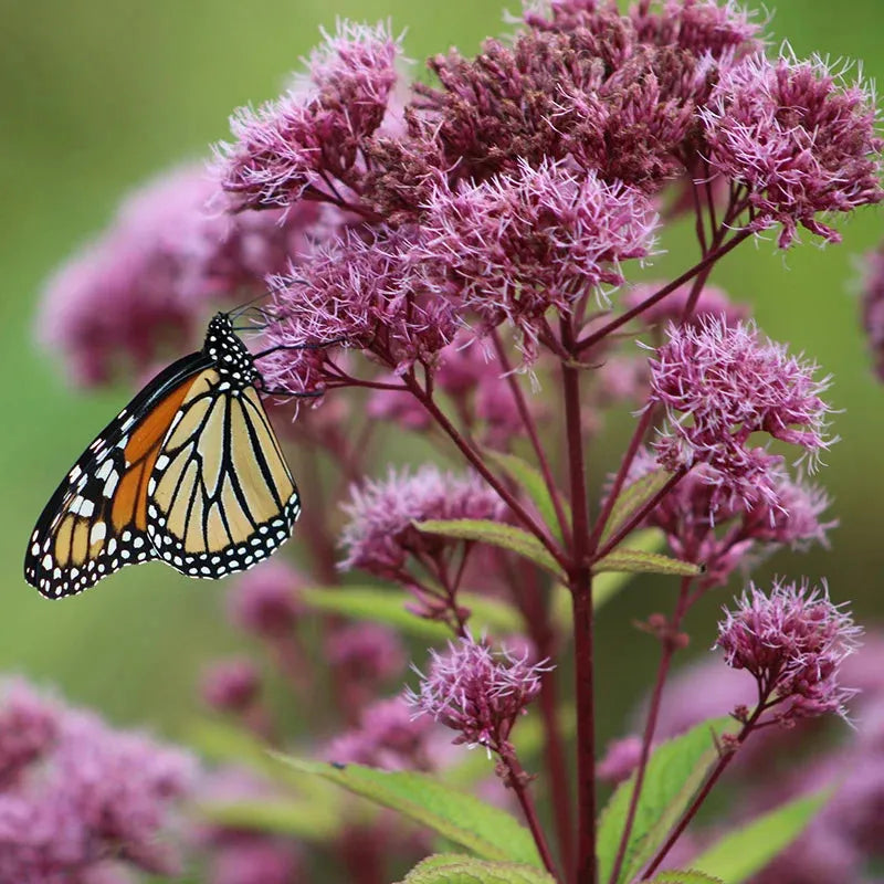 Eupatorium Purpureum 'euphoria Ruby' - View 11 from www redcrocus com
