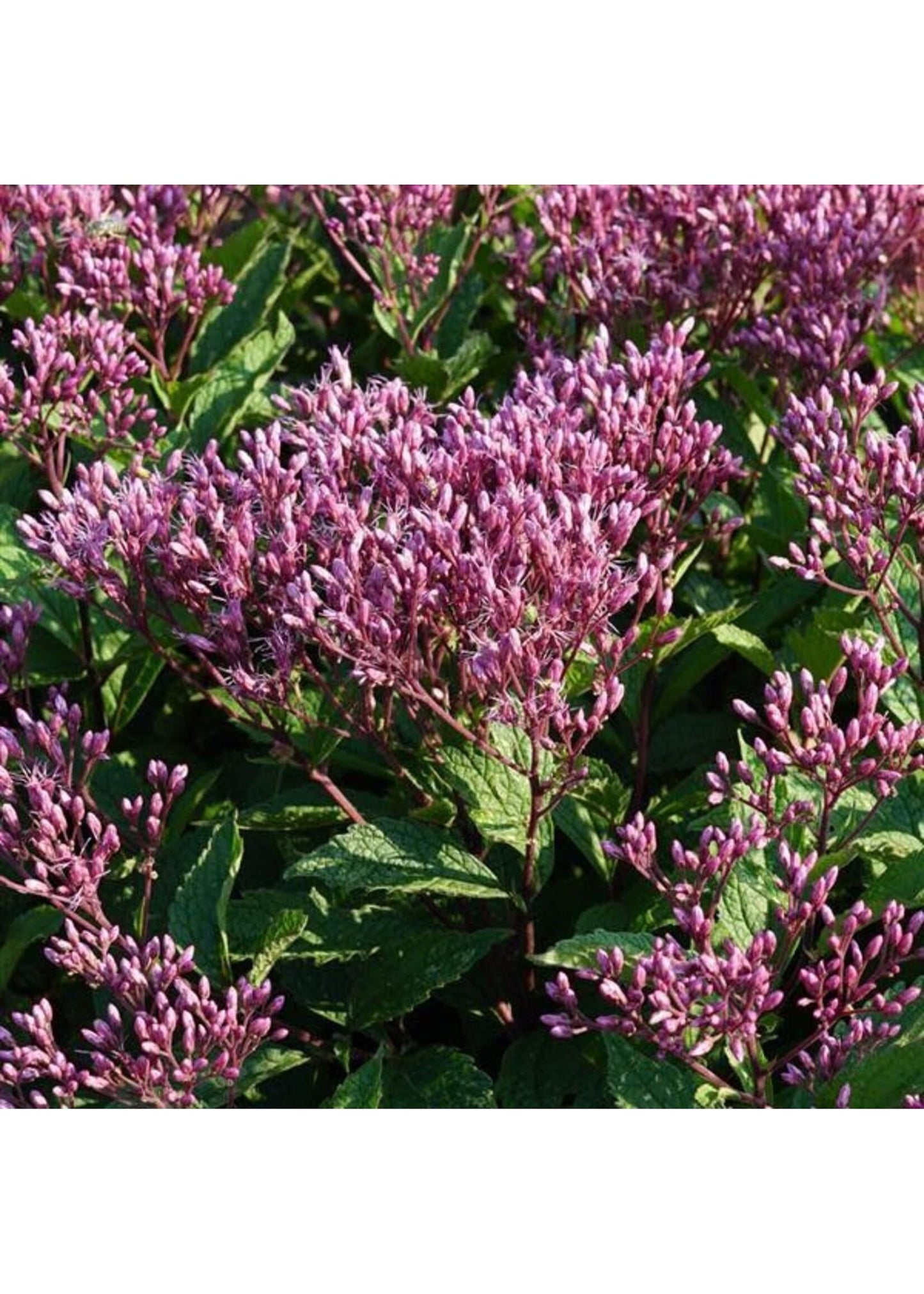 Eupatorium Purpureum 'euphoria Ruby' - View 11 from www redcrocus com