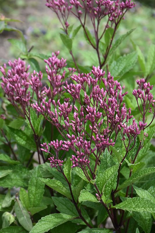 Eupatorium Purpureum 'euphoria Ruby' - View 12 from www redcrocus com