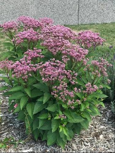 Eupatorium Purpureum 'euphoria Ruby' - View 14 from www redcrocus com