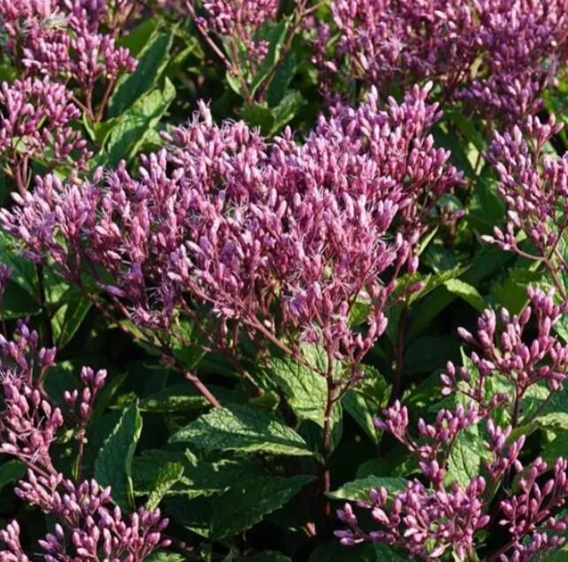 Eupatorium Purpureum 'euphoria Ruby' - View 16 from www redcrocus com