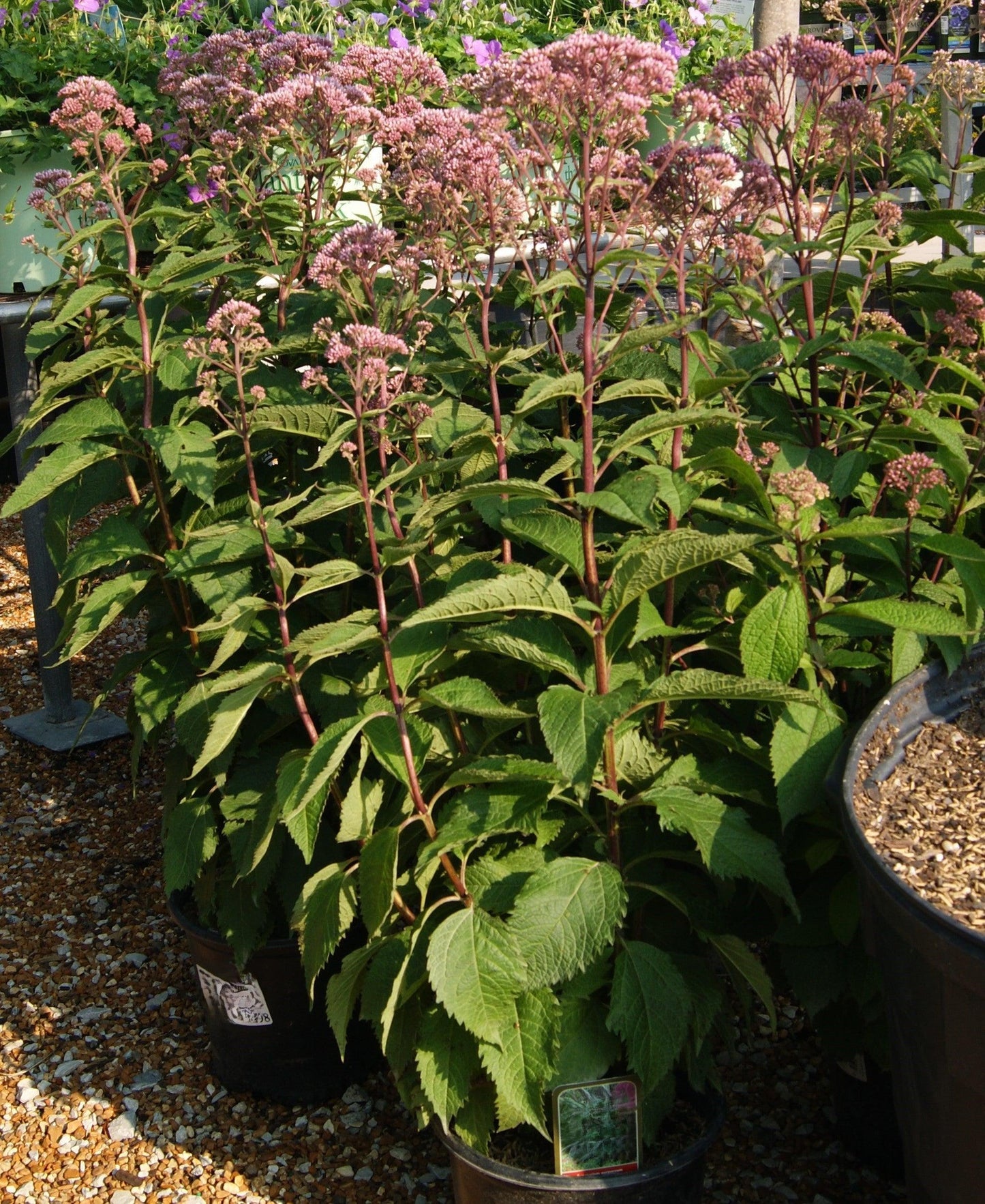 Eupatorium Purpureum 'euphoria Ruby' - View 18 from www redcrocus com