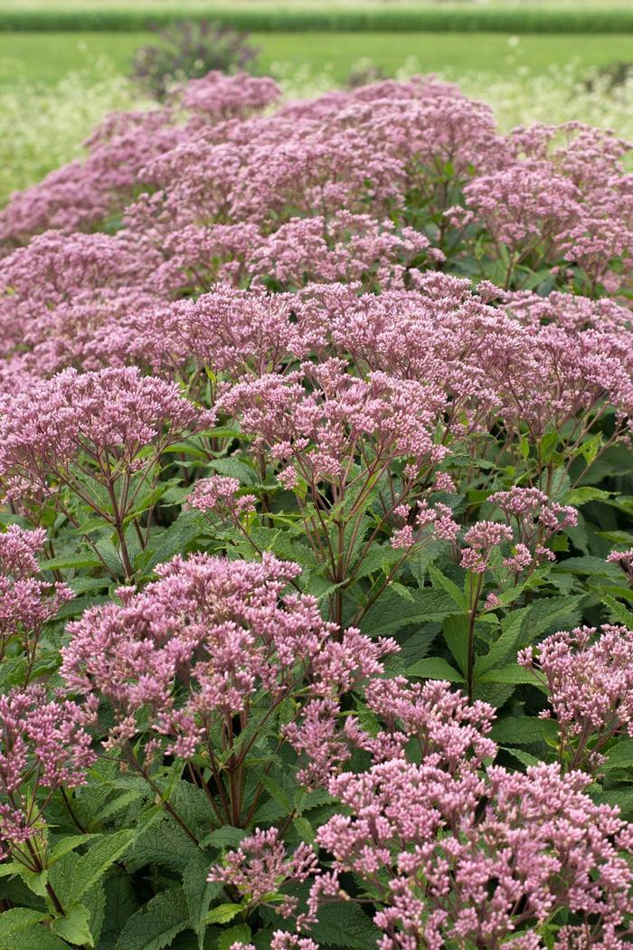 Eupatorium Purpureum 'euphoria Ruby' - View 1 from www redcrocus com
