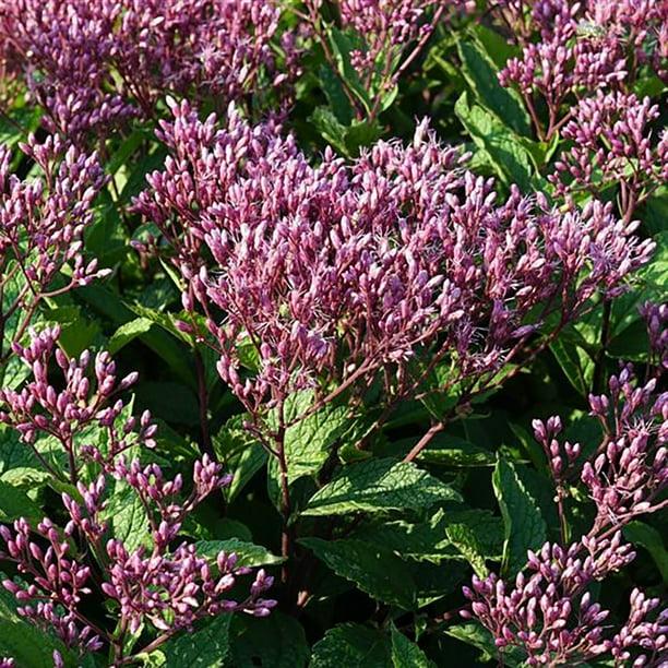 Eupatorium Purpureum 'euphoria Ruby' - View 4 from www redcrocus com