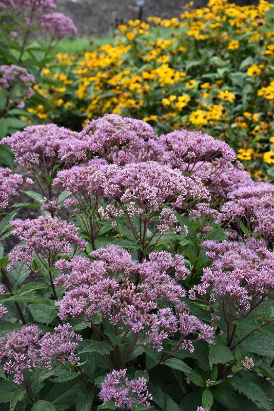 Eupatorium Purpureum 'euphoria Ruby' - View 7 from www redcrocus com