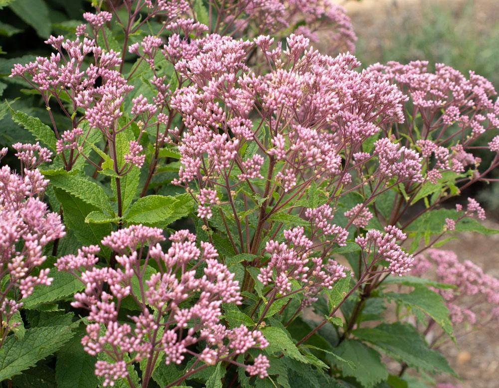 Eupatorium Purpureum 'euphoria Ruby' - View 8 from www redcrocus com