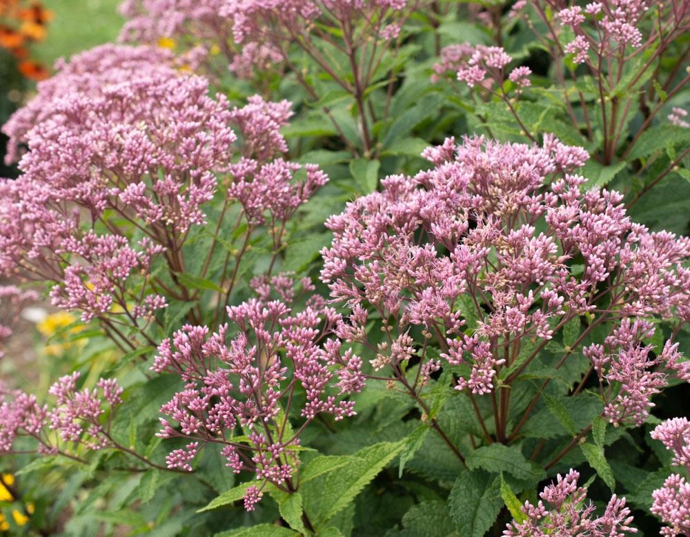 Eupatorium Purpureum 'euphoria Ruby' - View 9 from www redcrocus com