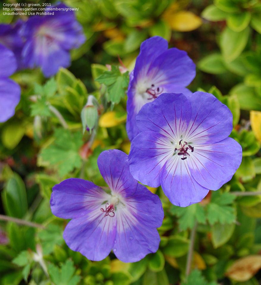 Geranium X Rozanne - View 12 from www redcrocus com