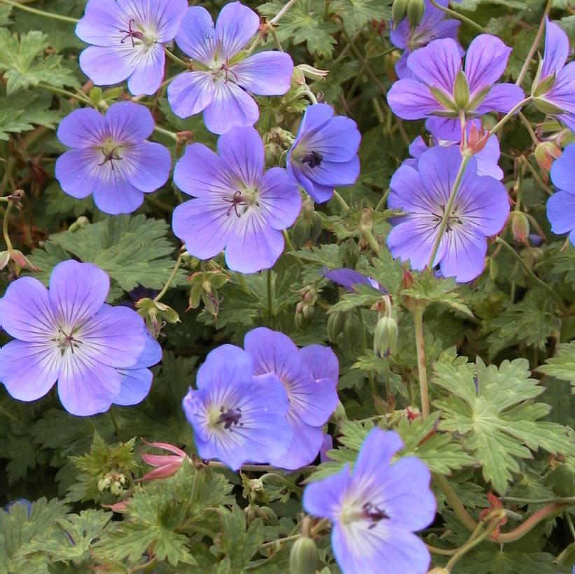 Geranium X Rozanne - View 1 from www redcrocus com