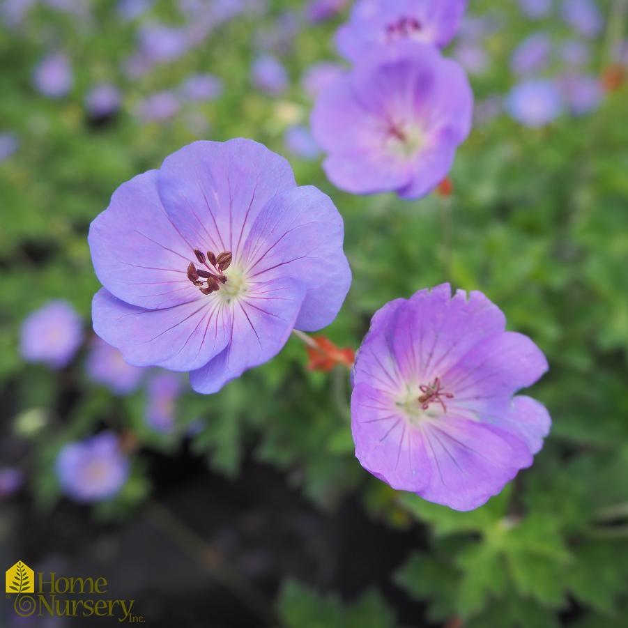 Geranium X Rozanne - View 2 from www redcrocus com