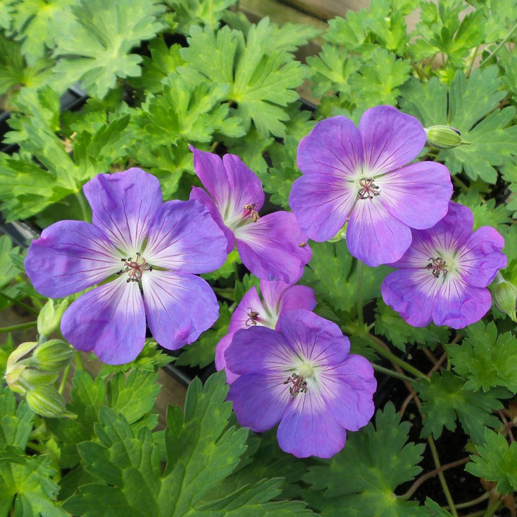 Geranium X Rozanne - View 3 from www redcrocus com