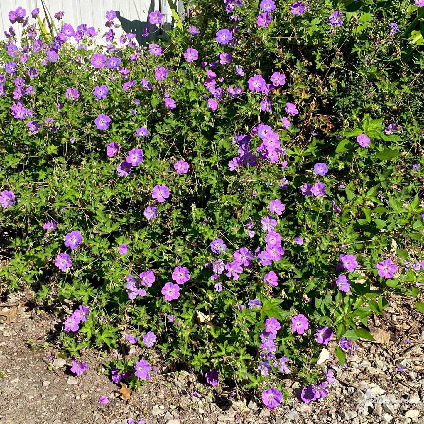 Geranium X Rozanne - View 5 from www redcrocus com