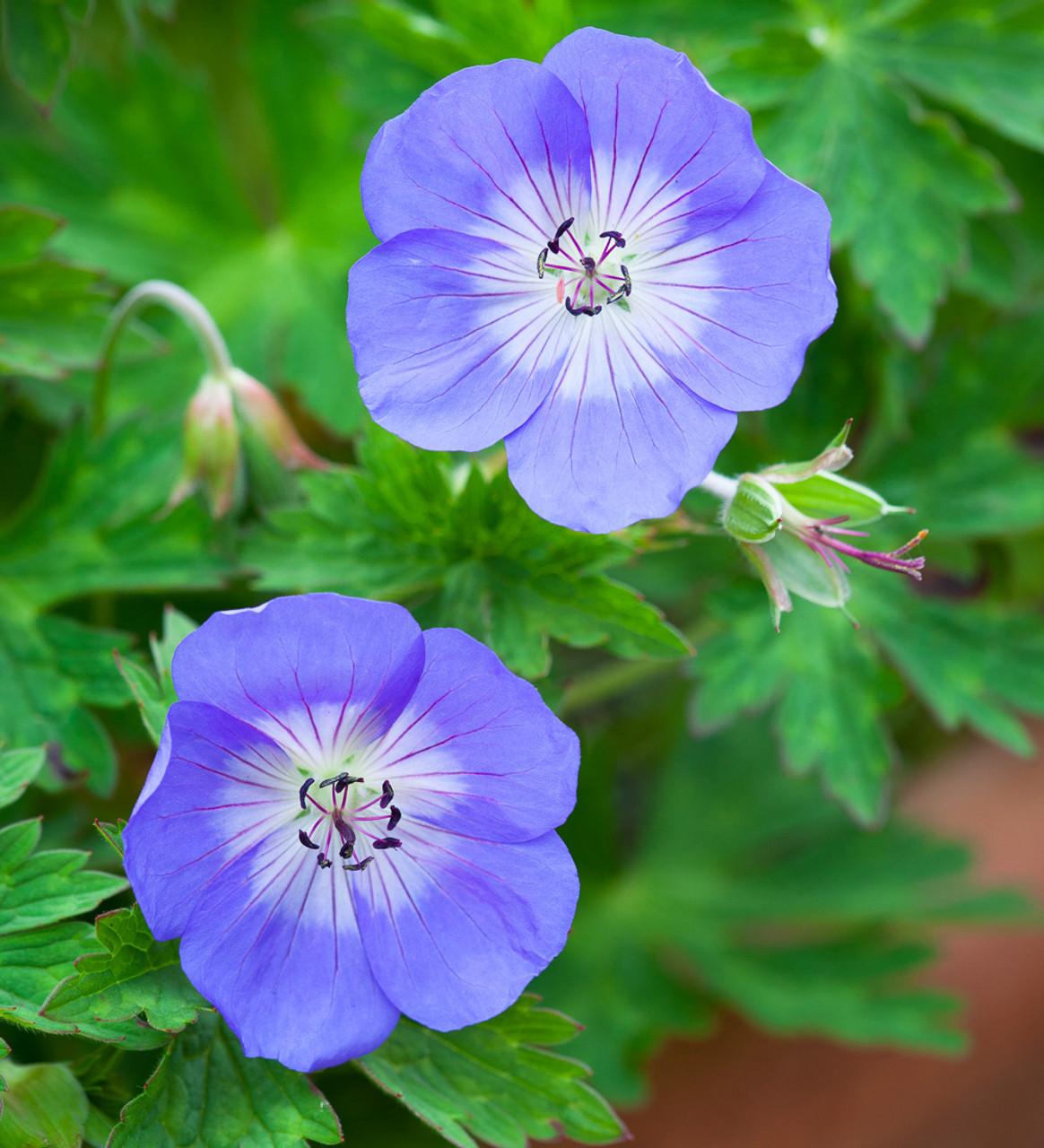 Geranium X Rozanne - View 6 from www redcrocus com