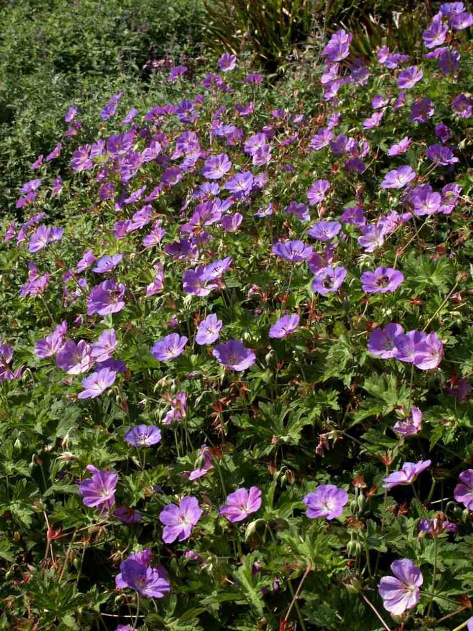 Geranium X Rozanne - View 7 from www redcrocus com