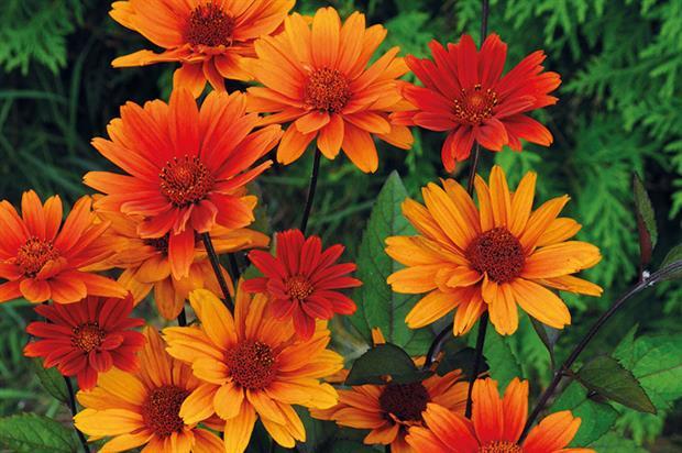 Heliopsis Helianthoides Bleeding Hearts - View 13 from www redcrocus com