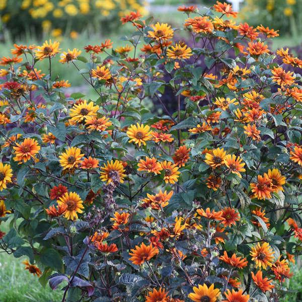 Heliopsis Helianthoides Bleeding Hearts - View 2 from www redcrocus com